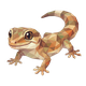 Gecko